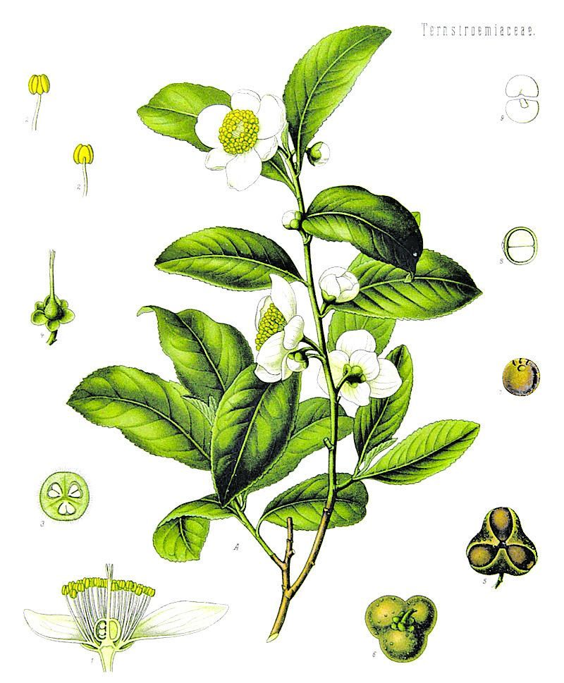 Tea and Tea Substitutes